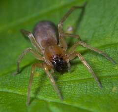 Clubionidae