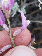 Astragalus casei
