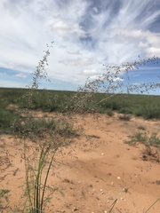 Sporobolus flexuosus