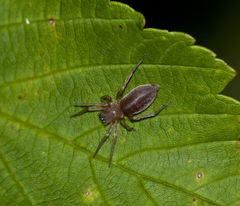 Clubionidae