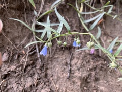 Mertensia