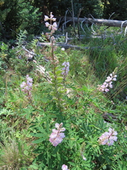 Lupinus latifolius