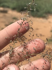 Sporobolus flexuosus