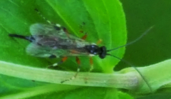 Itoplectis conquisitor