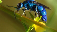 Chrysis conica
