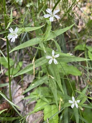 Pseudostellaria jamesiana