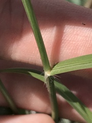 Sporobolus flexuosus