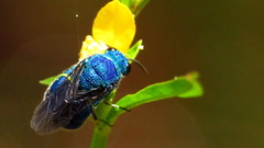 Chrysis conica