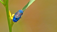 Chrysis conica