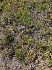 Carpobrotus edulis