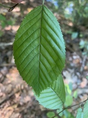 Carpinus caroliniana