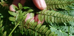 Dryopteris carthusiana