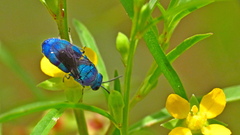 Chrysis conica