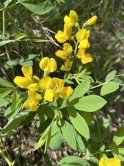 Thermopsis