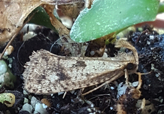 Acrolophus mortipennella