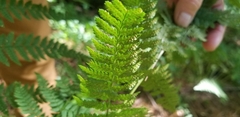 Dryopteris carthusiana
