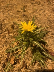 Scolymus hispanicus