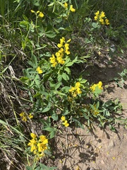 Thermopsis