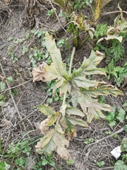 Heracleum mantegazzianum