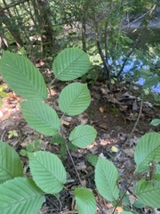 Carpinus caroliniana