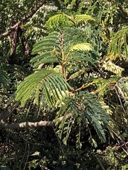 Acacia dealbata