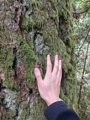 Hypnum circinale