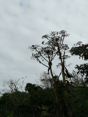 Heracleum mantegazzianum