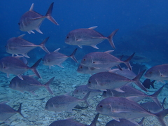 Caranx ignobilis