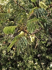 Acacia dealbata