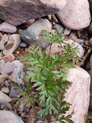 Geranium robertianum