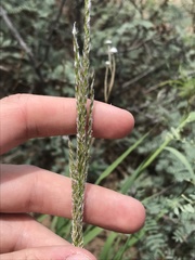 Digitaria californica