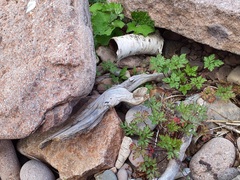 Geranium robertianum