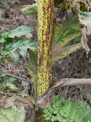 Heracleum mantegazzianum