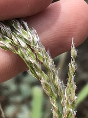 Digitaria californica