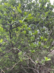 Diospyros texana