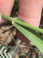 Digitaria californica