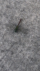 Anax longipes