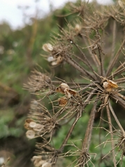 Heracleum mantegazzianum