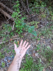 Desmodium viridiflorum