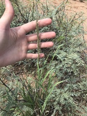 Digitaria californica