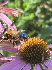 Xylocopa micans