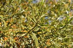 Phoradendron quadrangulare