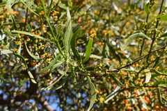 Phoradendron quadrangulare