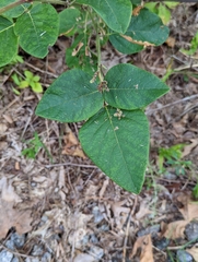 Desmodium viridiflorum