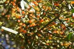 Phoradendron quadrangulare