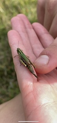 Omocestus viridulus