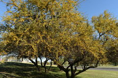 Phoradendron quadrangulare