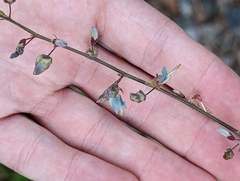 Desmodium viridiflorum