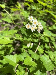 Physocarpus