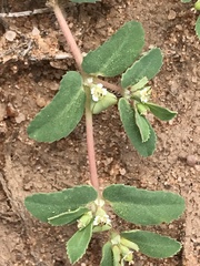 Euphorbia serrula